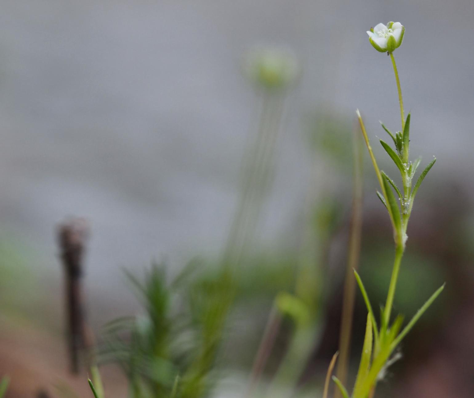 Pearlwort, Heath